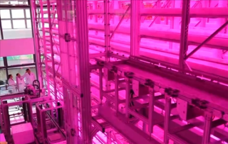 沙漠变绿洲，创新种植技术实现Z轴种菜百倍增长奇迹