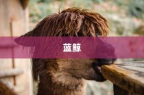 世界十大最重的动物，蓝鲸夺冠，河马居第六