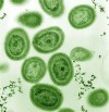 星球无氧气制造能力下的智慧生命存在可能性探究