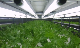 沙漠变绿洲，创新种植技术实现Z轴种菜百倍增长奇迹