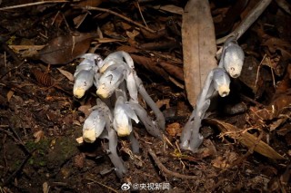 贵州发现神秘幽灵之花，无法光合作用，探寻生长奇迹