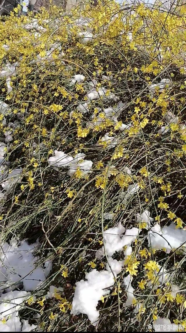 冬季雪封草地动物的救命草是什么,揭秘冬季雪封草地中的救命草——柠条