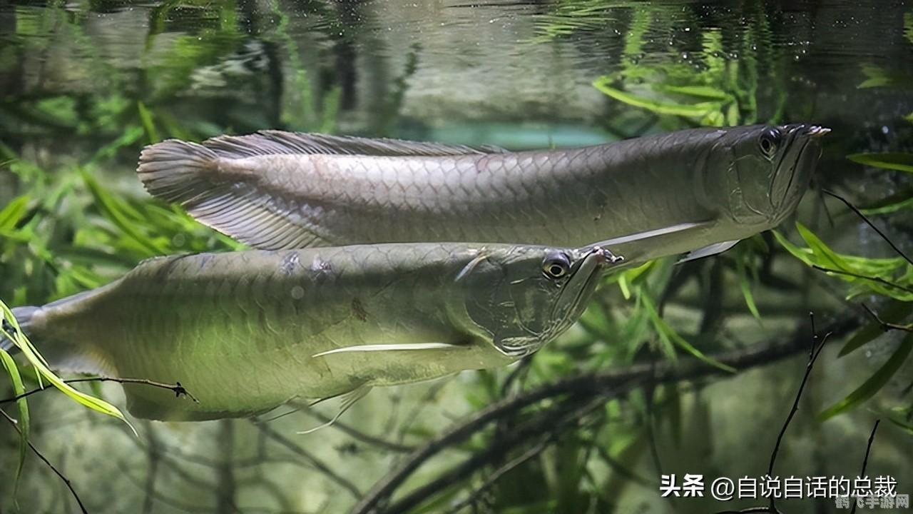 远征ol名字,远征OL手游攻略，掌握这些技巧，成为游戏中的霸主！