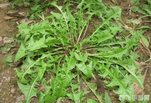 哪种植物被称为黄花地丁婆婆丁,手游植物大冒险中的隐藏宝藏——黄花地丁（婆婆丁）的奥秘