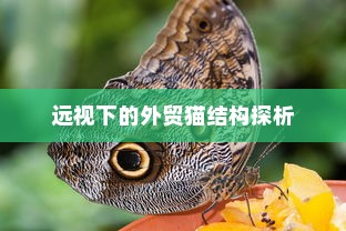 远视下的外贸猫结构探析