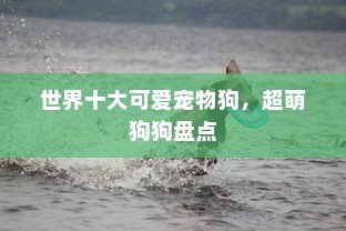 世界十大可爱宠物狗，超萌狗狗盘点